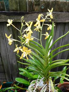 Vanda Cinderella