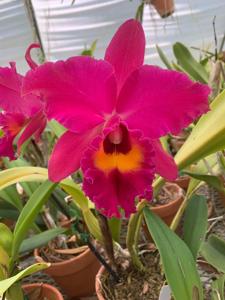 Cattleya Pumpkin Festival