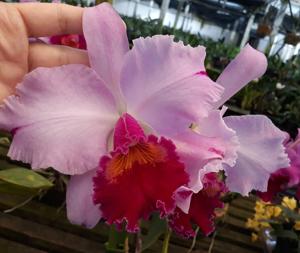 Cattleya Mary Salles