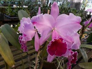 Cattleya Mary Salles