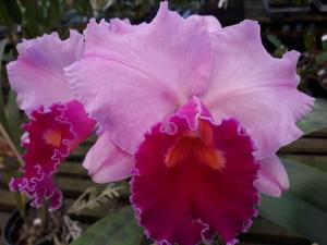 Cattleya Mary Salles