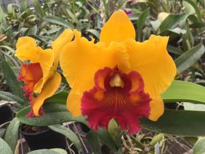 Rhyncholaeliocattleya Arom Gold