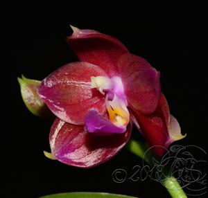 Phalaenopsis Lung Ching's Baby