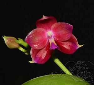 Phalaenopsis Lung Ching's Baby