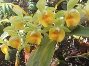 Catasetum Richard Fulford