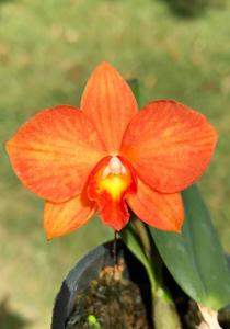 Cattleya Little Sunshine