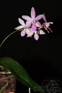 Phalaenopsis Elke Cramer