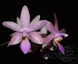 Phalaenopsis Elke Cramer