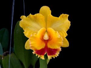 Rhyncholaeliocattleya Thai Orchid