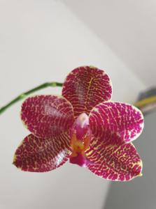 Phalaenopsis Miro Mosla