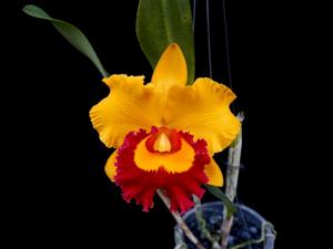 Rhyncholaeliocattleya Village Chief Triumph