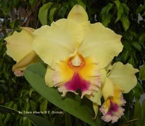 Rhyncholaeliocattleya Goldenzelle