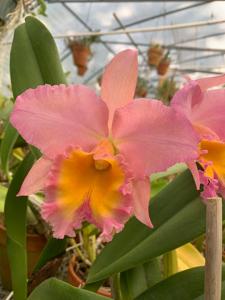 Rhyncholaeliocattleya AL Nowak's Dream