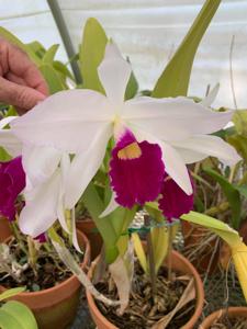 Cattleya Eximia