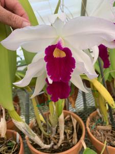 Cattleya Eximia