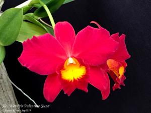 Cattleya Wendy's Valentine