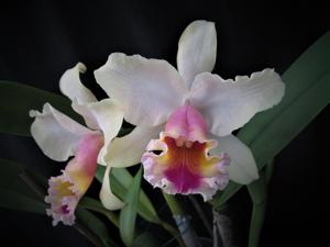 Rhyncholaeliocattleya Goldenzelle