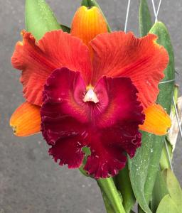 Rhyncholaeliocattleya Siam Magic