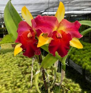 Rhyncholaeliocattleya Amazing Thailand
