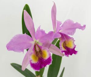 Cattleya Fabia