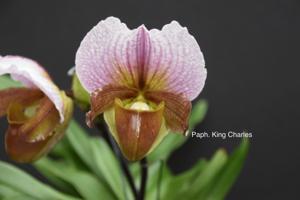 Paphiopedilum King Charles