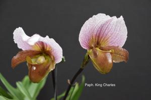 Paphiopedilum King Charles