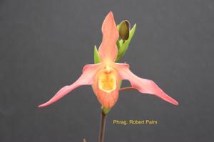 Phragmipedium Robert Palm