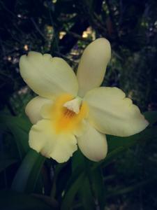 Caulaelia Snowflake