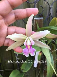 Laeliocattleya Humbertii