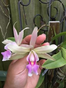 Laeliocattleya Humbertii