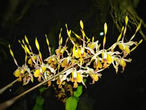 Dendrobium Rahayu Sumarni