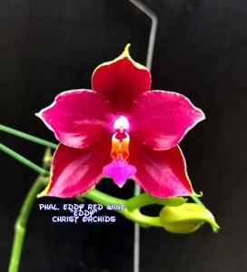 Phalaenopsis Eddy Redwine