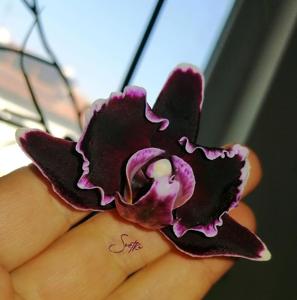 Phalaenopsis Summer Breath