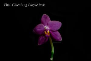 Phalaenopsis Chienlung Purple Rose