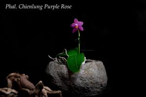 Phalaenopsis Chienlung Purple Rose