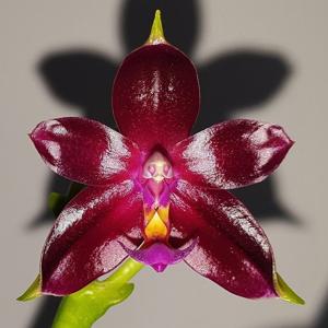 Phalaenopsis Valentinii