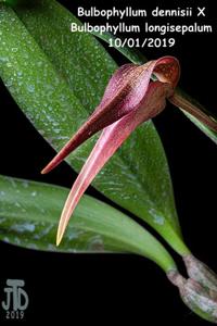 Bulbophyllum dennisii-longisepalum