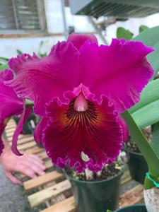 Rhyncholaeliocattleya Edisto