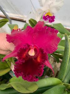 Rhyncholaeliocattleya Memoria Earl Thompson