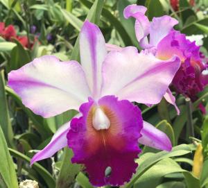 Rhyncholaeliocattleya Radiant Star