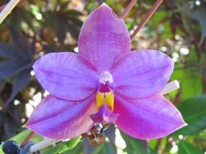 Phalaenopsis Meidarland Castle Queen