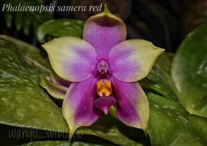 Phalaenopsis Samera