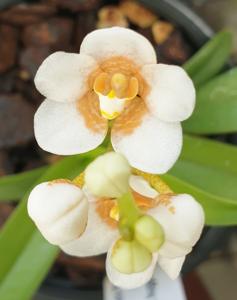 Sarcochilus Iris