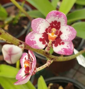 Sarcochilus Kulnura Songbird