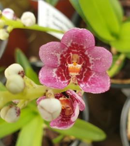 Sarcochilus Kulnura Songbird