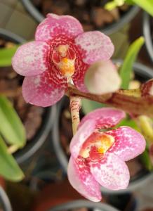 Sarcochilus Kulnura Songbird