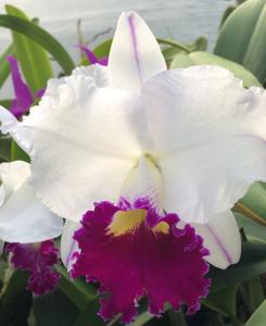 Cattleya Wayndora