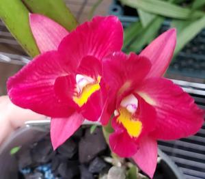 Rhyncholaeliocattleya Memoria Cristina Montero