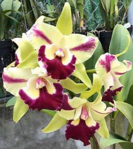 Rhyncholaeliocattleya Penny Helen