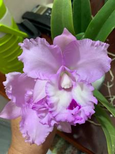 Rhyncholaeliocattleya Chief Pink